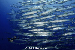 Schooling barracudas and diver at the wall on Shark Reef.... by Erich Reboucas 